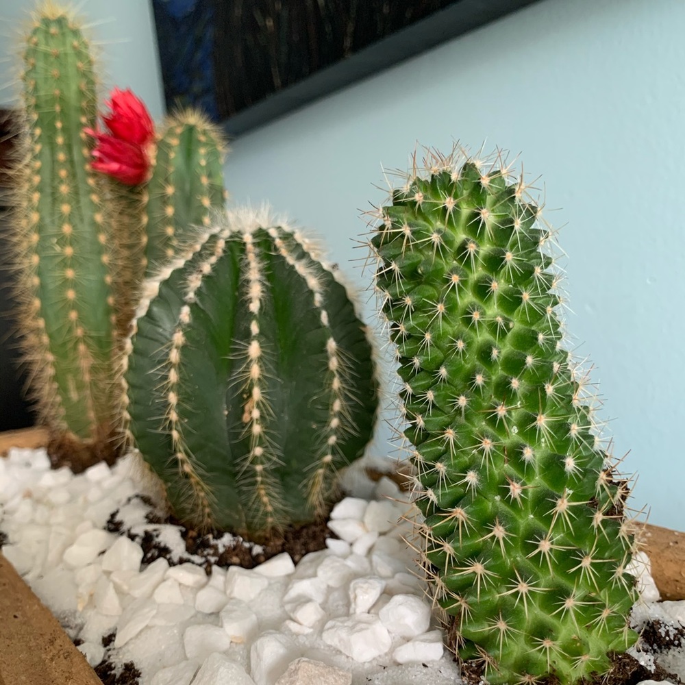 Cactus